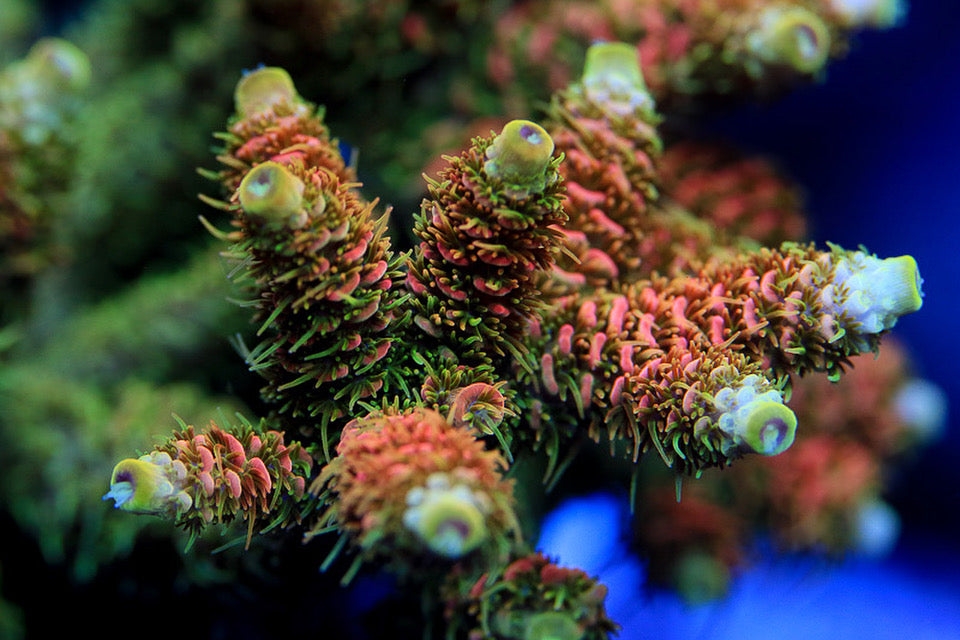 ASD Rainbow Millepora Acropora Coral