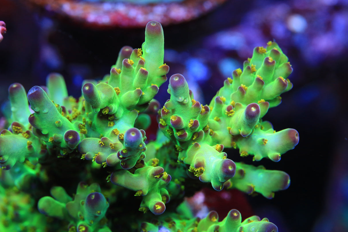 TSA Taj Mahal Acropora Coral