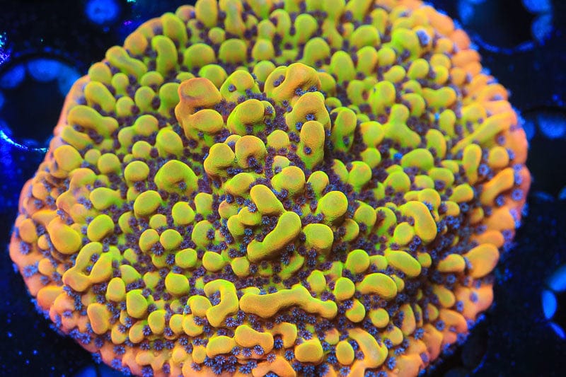 Montipora coral