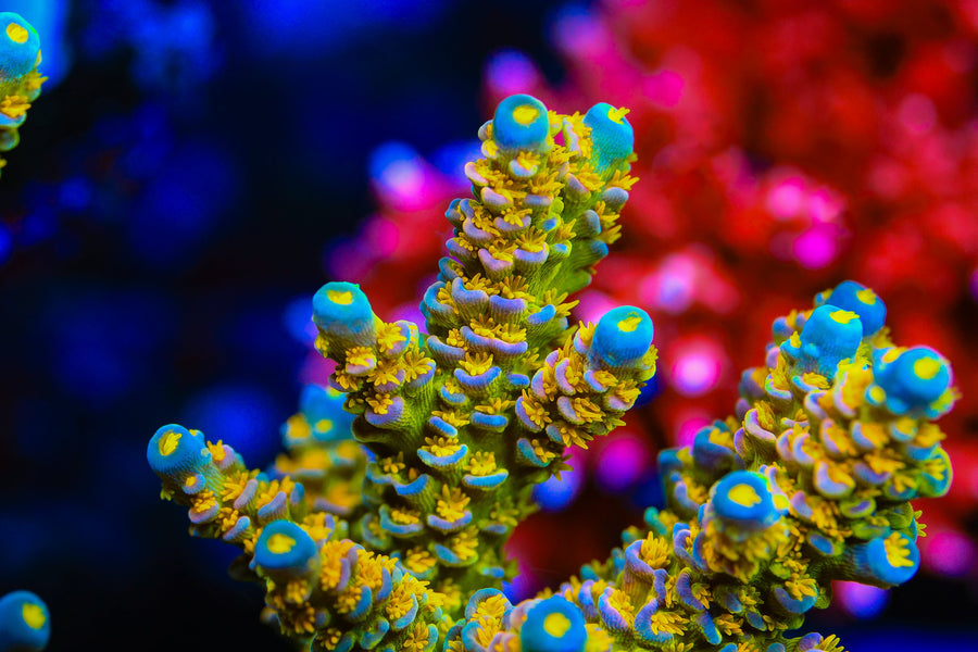 Walt Disney Acropora Coral – Top Shelf Aquatics