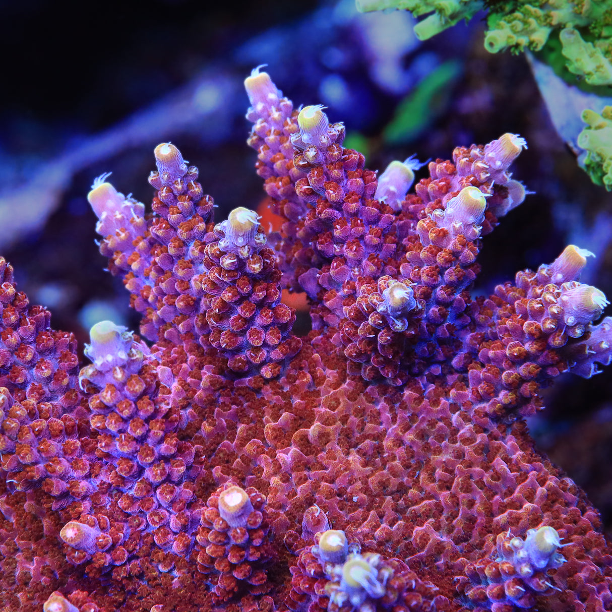 TSA Bottle Rocket Acropora Coral