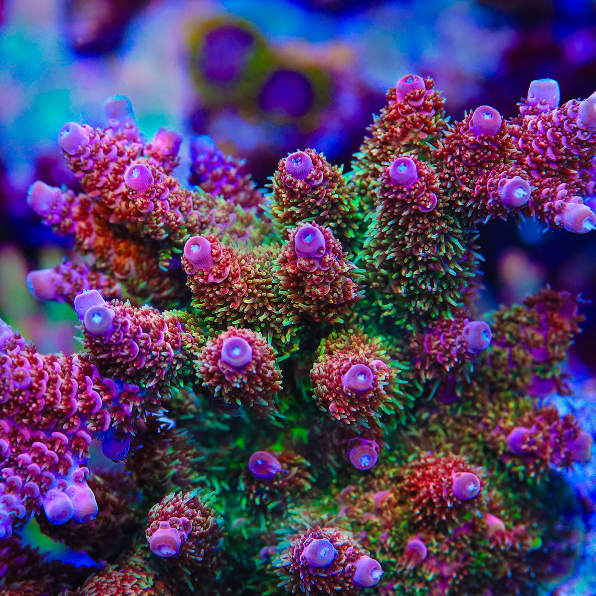 TSA Four Loko Acropora Coral