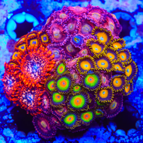 Rasta, Utter Chaos, Halle Berry and Scrambled Eggs Zoanthids Colony Coral