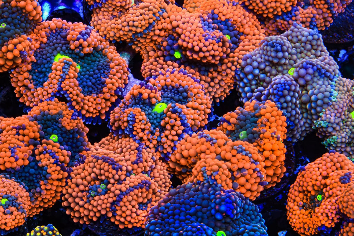 Soft corals in a reef aquarium