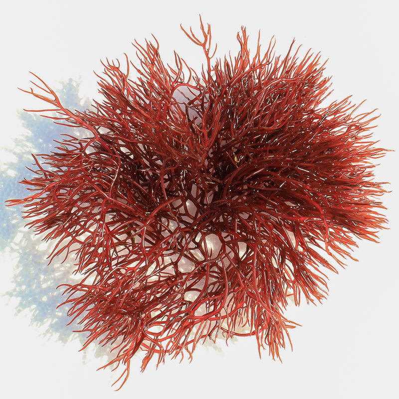 Red Ogo Gracilaria Macroalgae - Top Shelf Aquatics