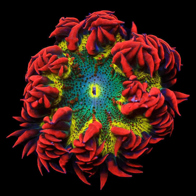 Rock flower anemone