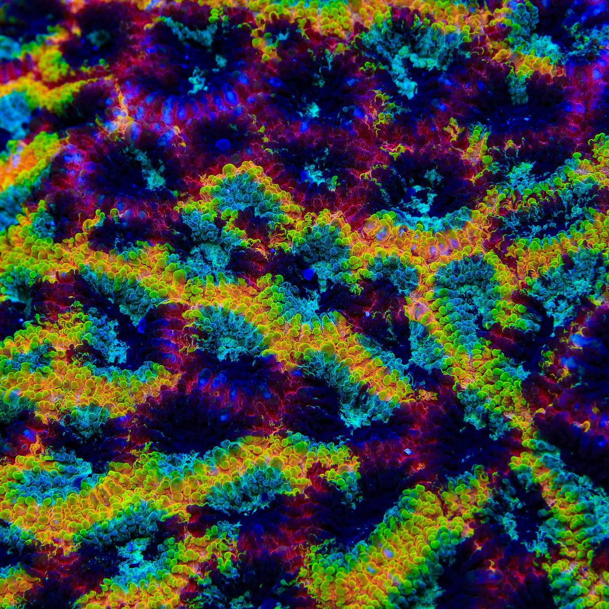 JF Yellow Submarine Favia Coral