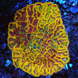 TSA Pandemia Favia Coral