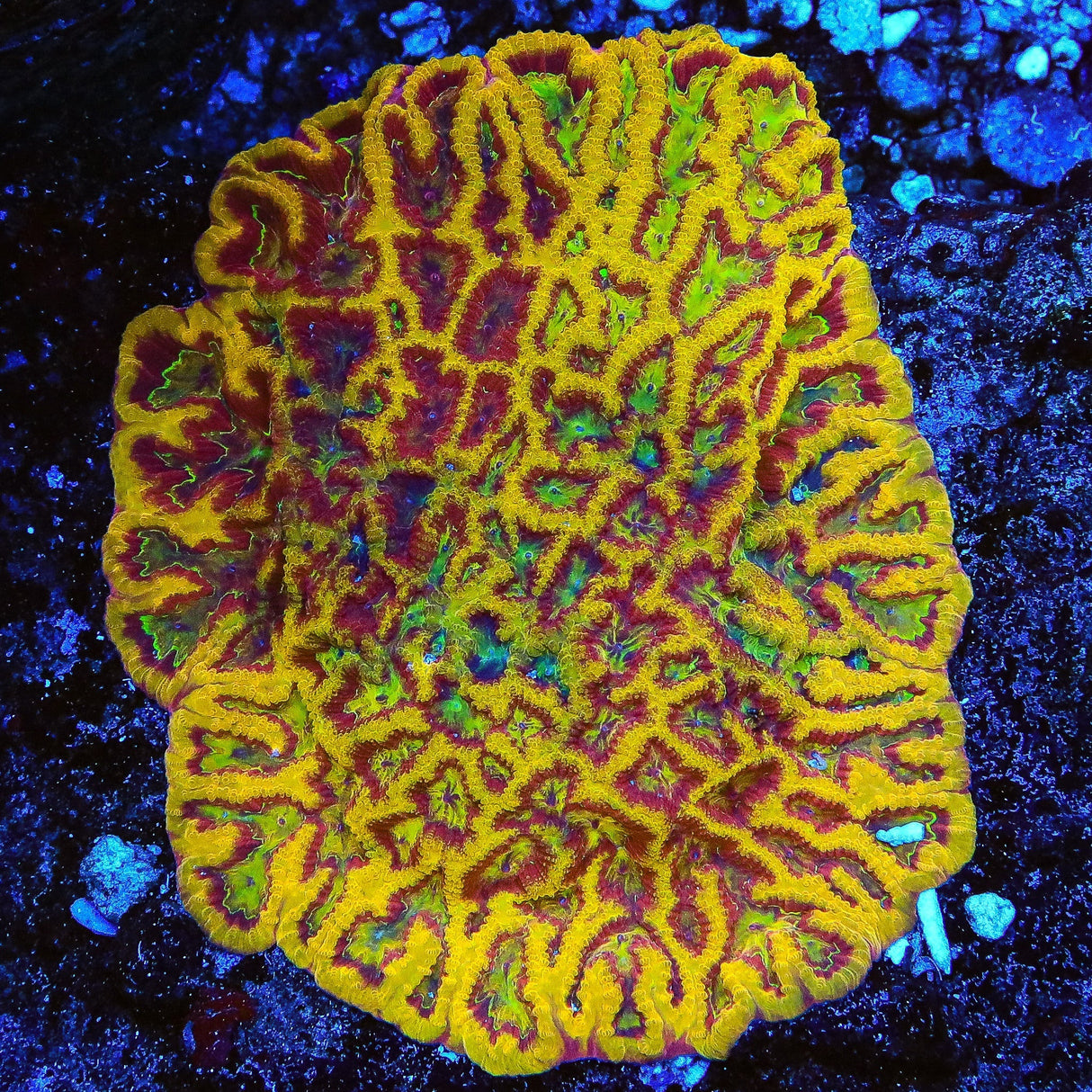 TSA Pandemic Favia Coral