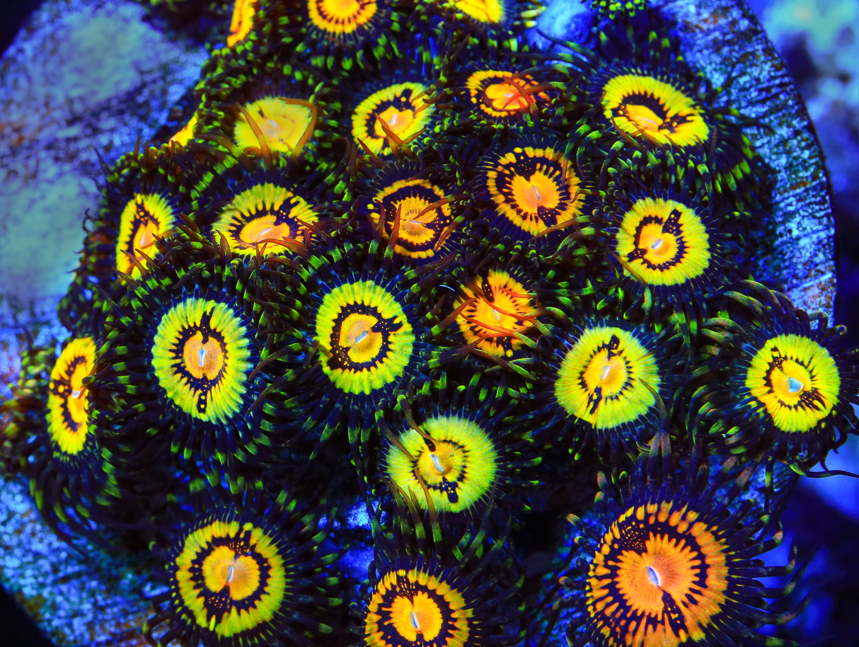 Butt Muncher Zoanthids Coral