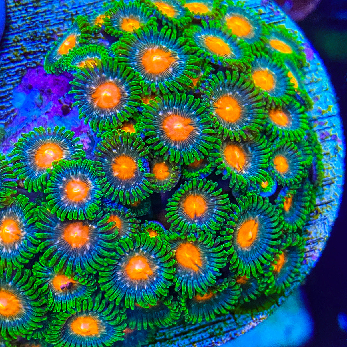 Hurricane Zoanthid Coral