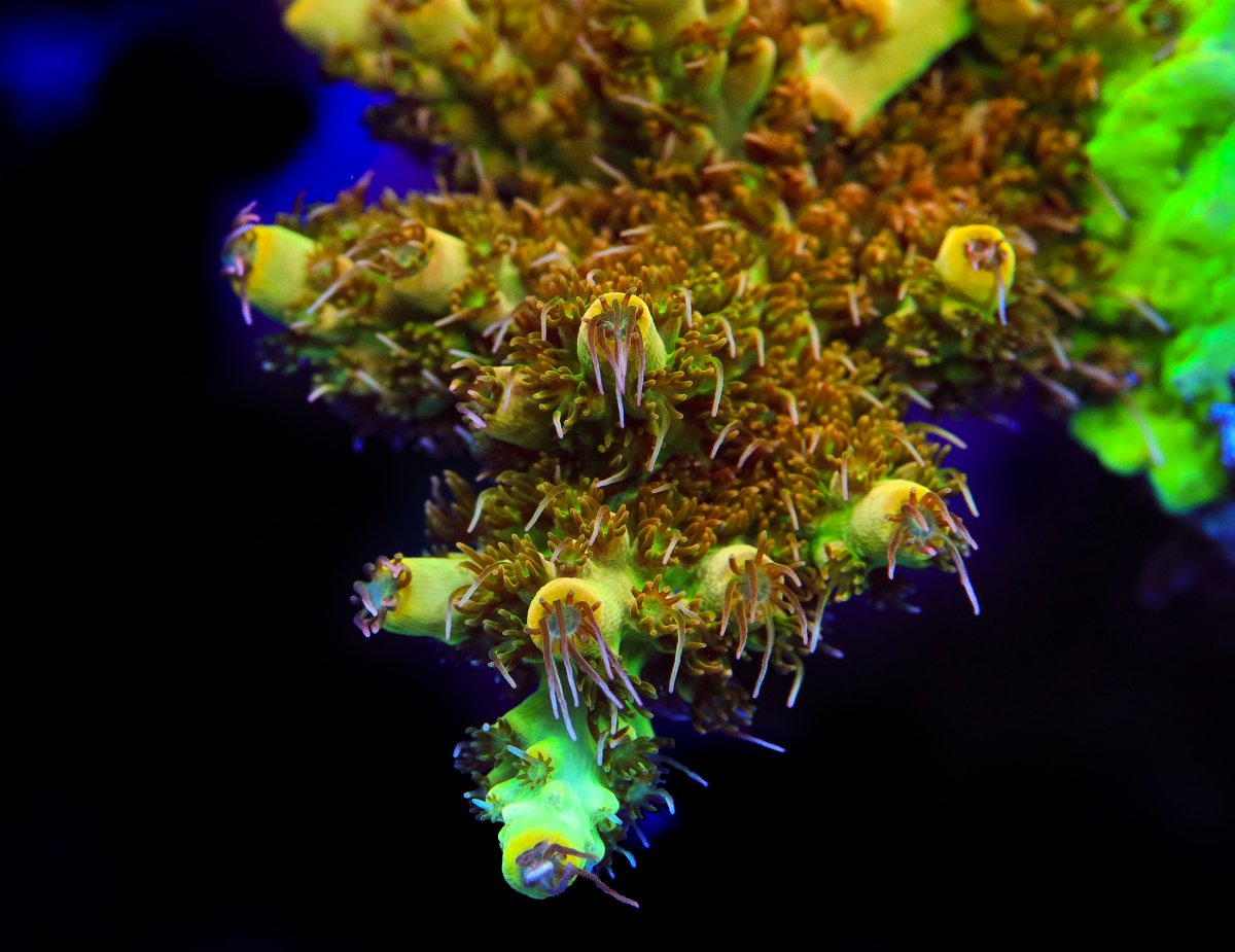 TSA Harvey Wallbanger Acropora Coral - Top Shelf Aquatics
