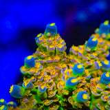 Walt Disney Tenuis Acropora Coral