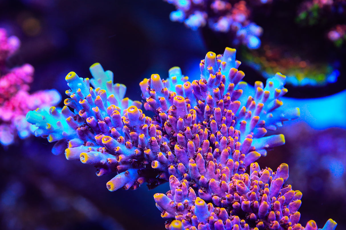 TSA Nightshade Acropora Coral