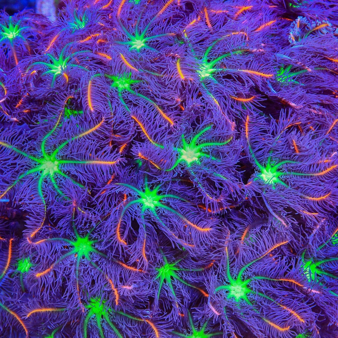 Coral Care Guide Top Shelf Aquatics Coral care guide top shelf aquatics