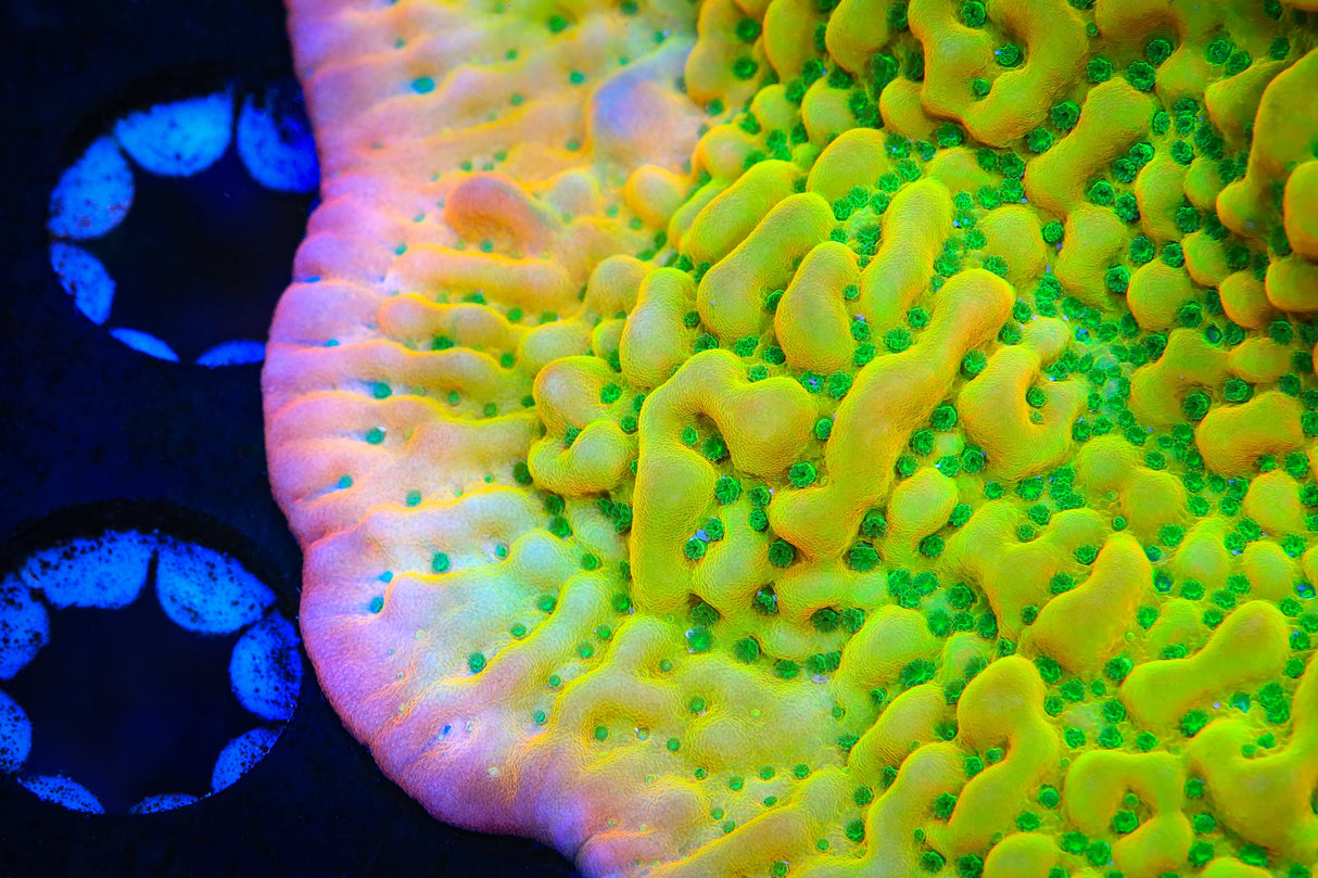 TSA Pink Halo Montipora Coral - Top Shelf Aquatics