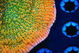 TSA Kaboom Montipora Coral - Top Shelf Aquatics