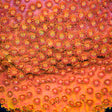 TSA Hi-C Cyphastrea Coral - Top Shelf Aquatics