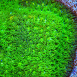 TSA Jade Leptastrea Coral - Top Shelf Aquatics