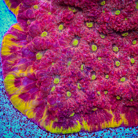 TSA Inferno Favia Coral