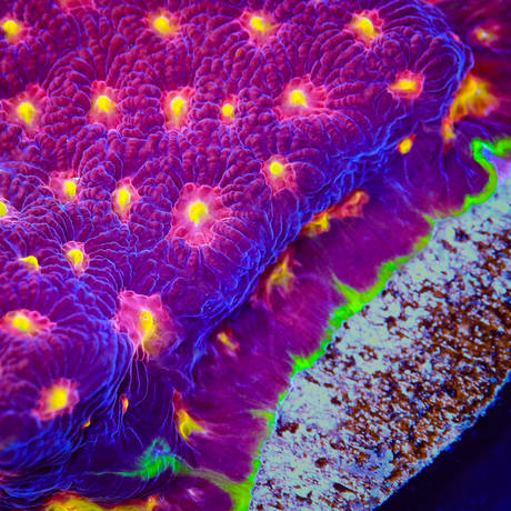 Skittles Favia Coral - Top Shelf Aquatics