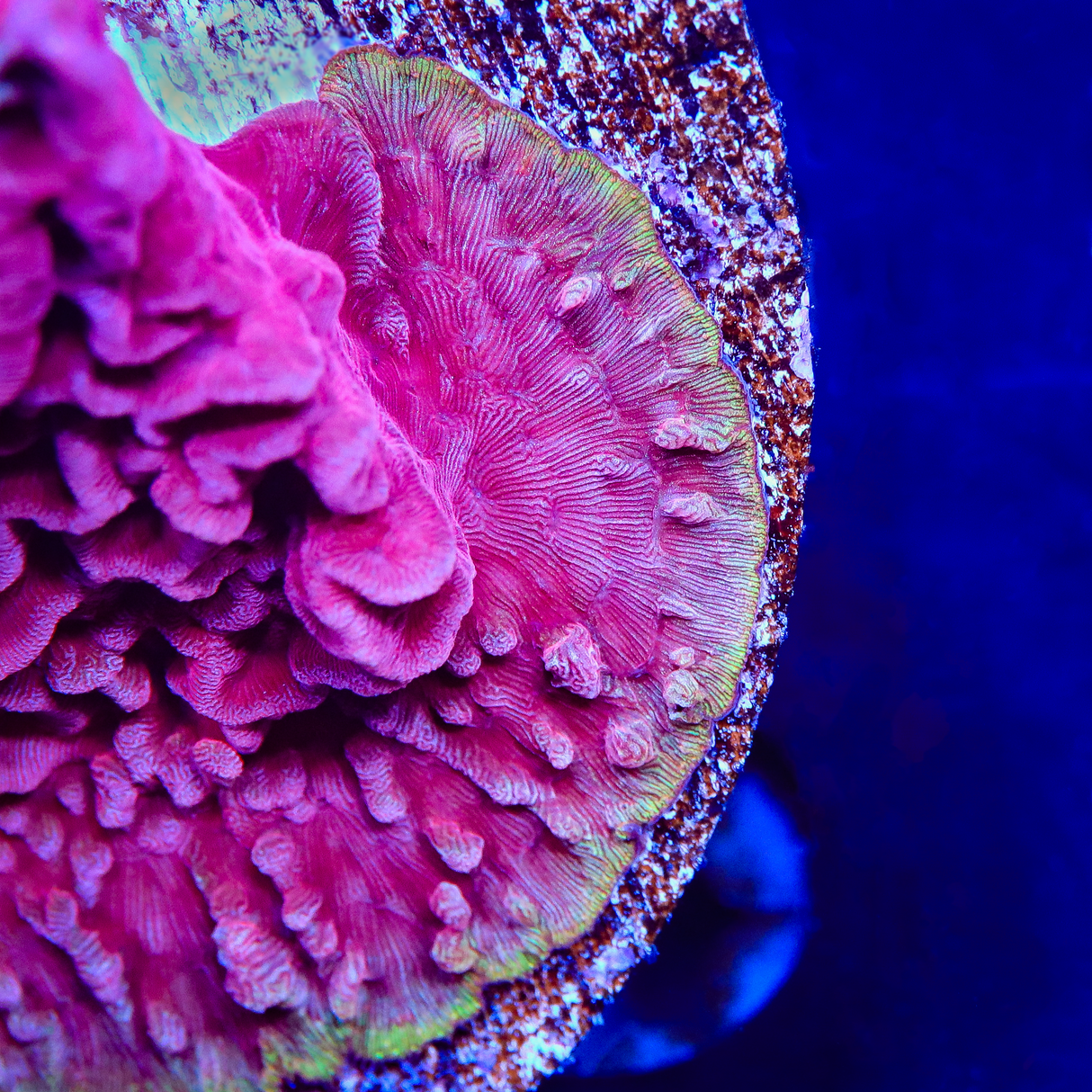 JF Klepto Lepto Leptoseris Coral - Top Shelf Aquatics