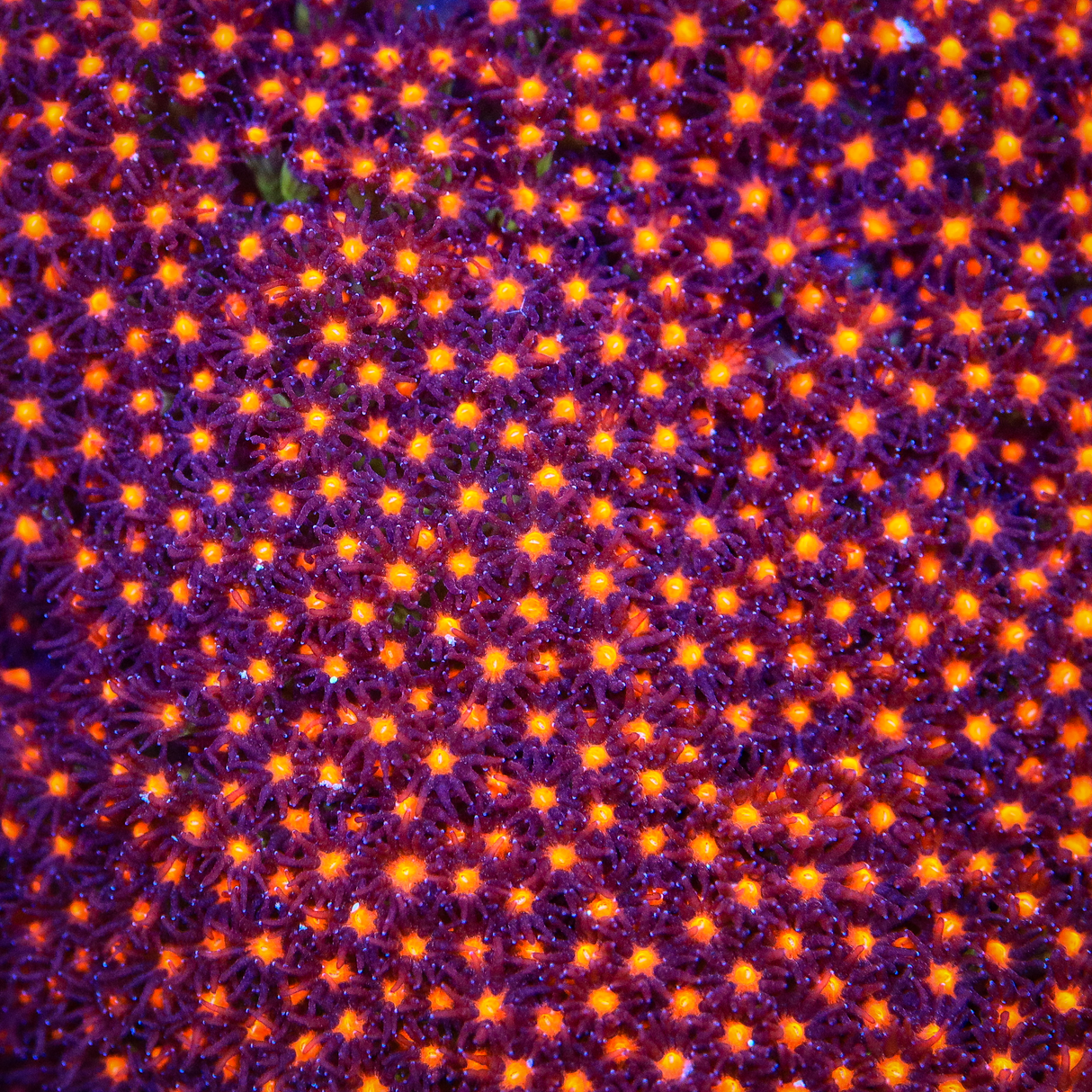 JF Sunset Stylocoeniella Coral - Top Shelf Aquatics