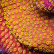 24K Gold Cyphastrea Coral - Top Shelf Aquatics