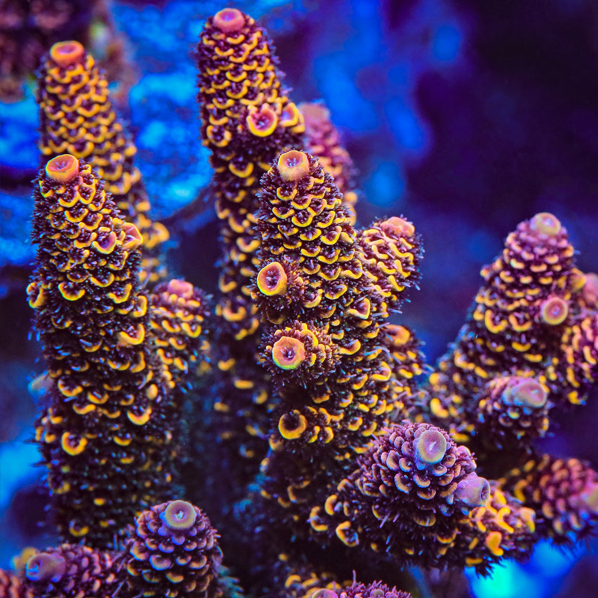 TSA Orange Matrix Acropora Coral