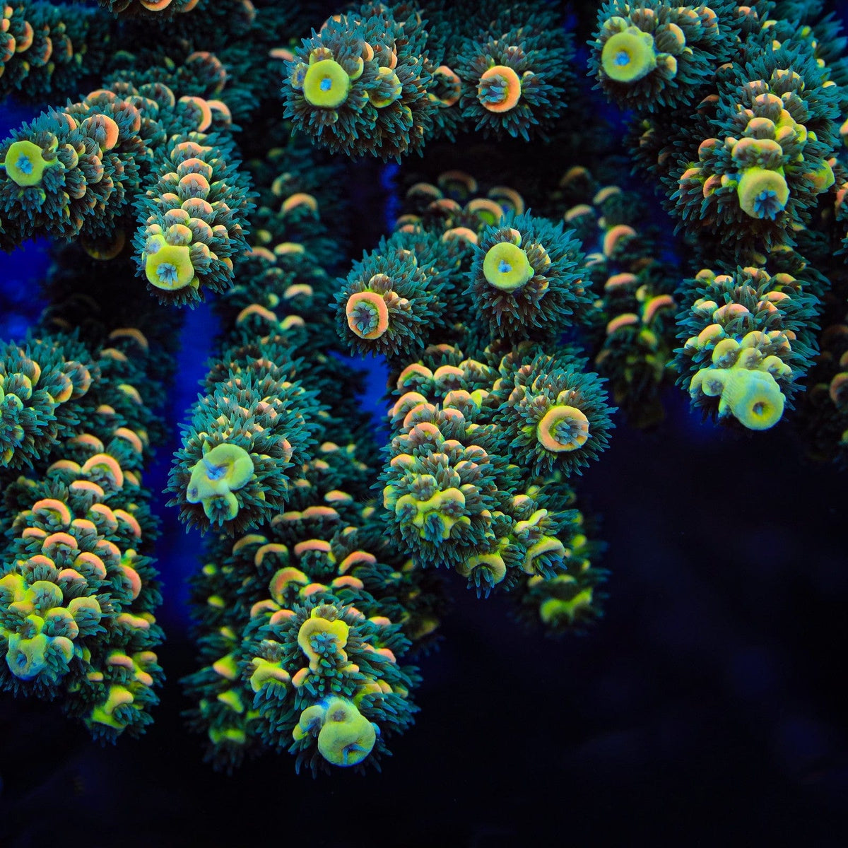 Acropora coral colony