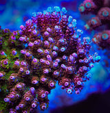 PC Superman Acropora Coral