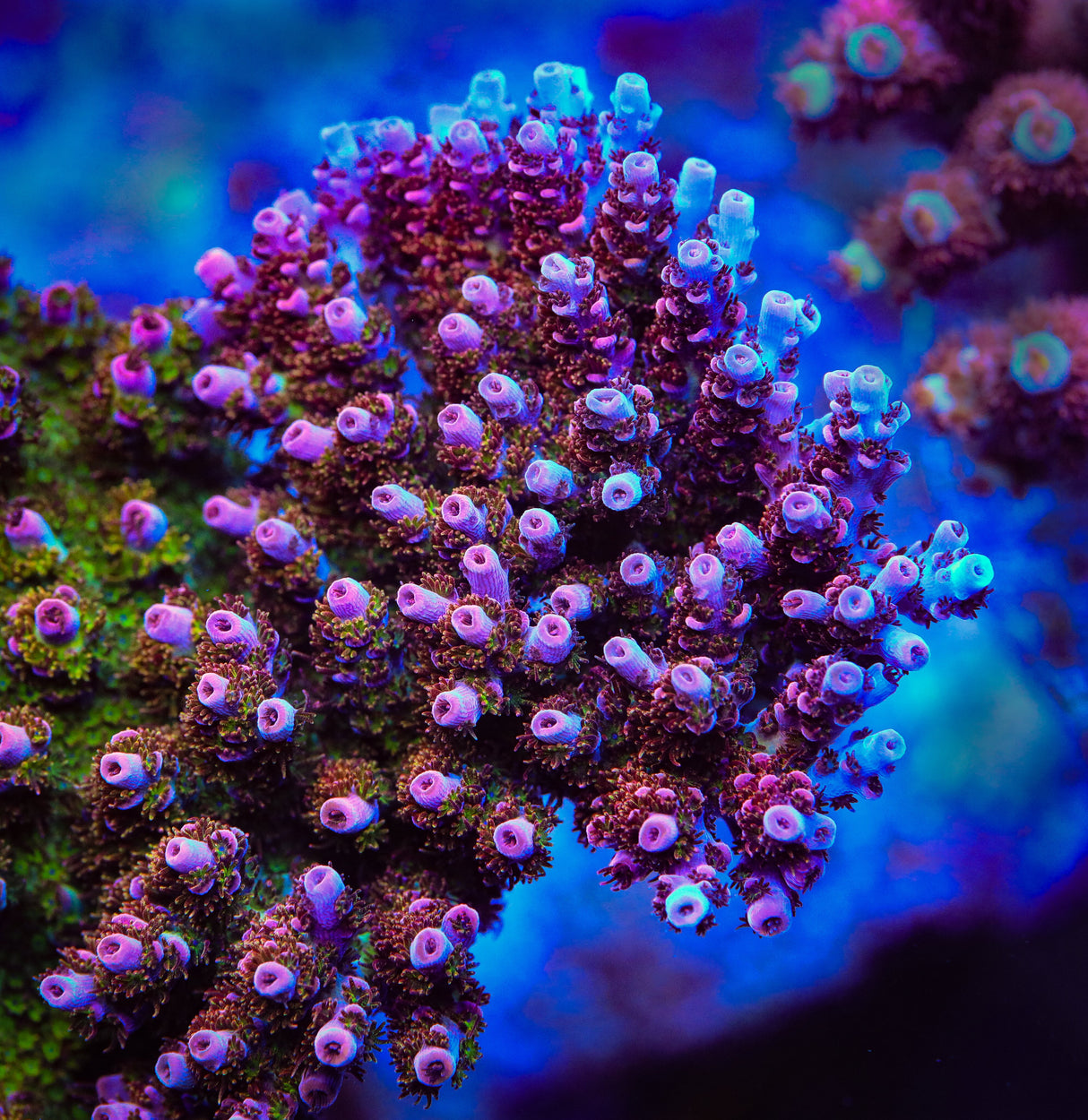 PC Superman Acropora Coral