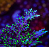 TSA The Riddler Acropora Coral