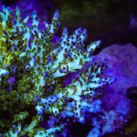 ORA Pearlberry Acropora Coral - Top Shelf Aquatics
