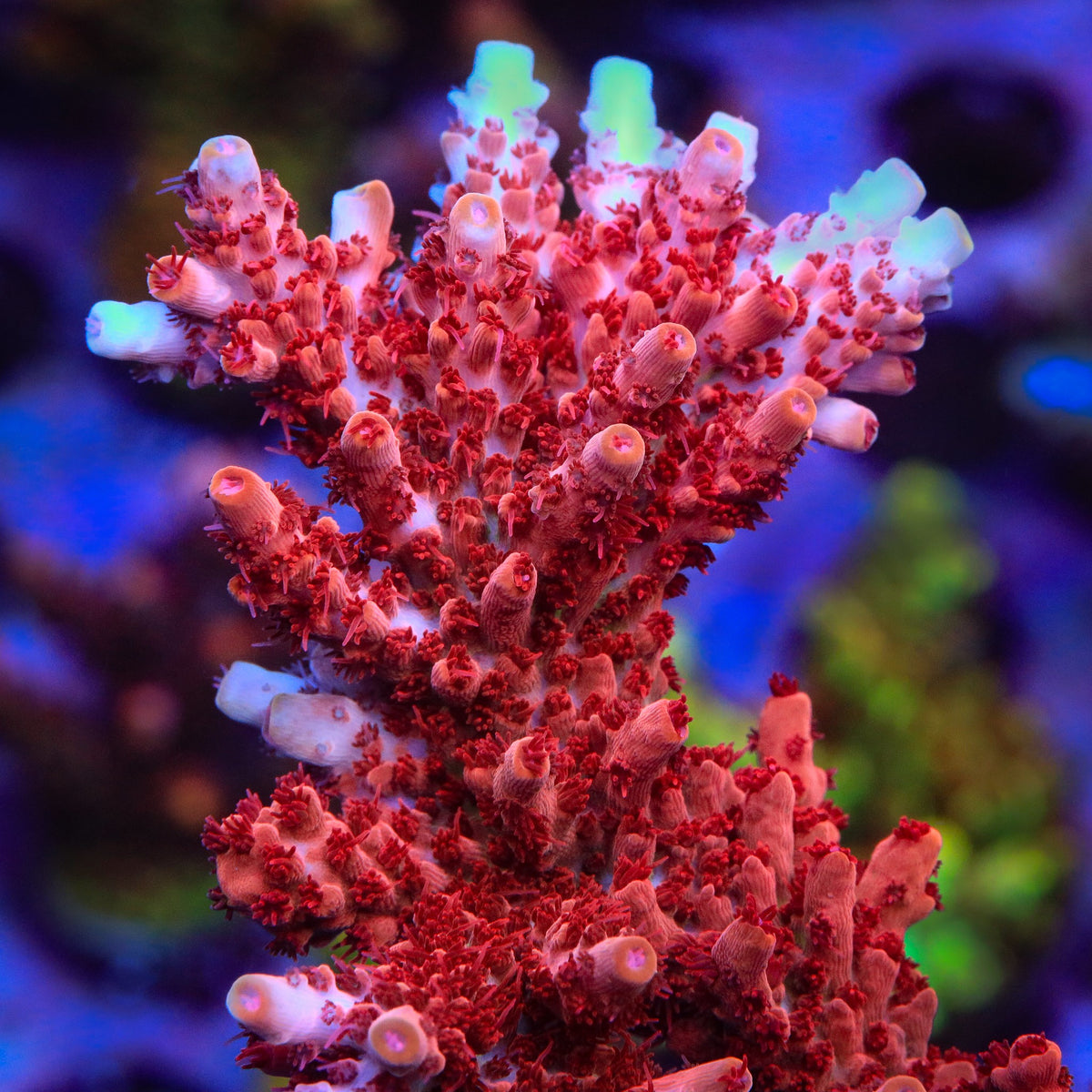 CB Maleficent Acropora Coral – Top Shelf Aquatics