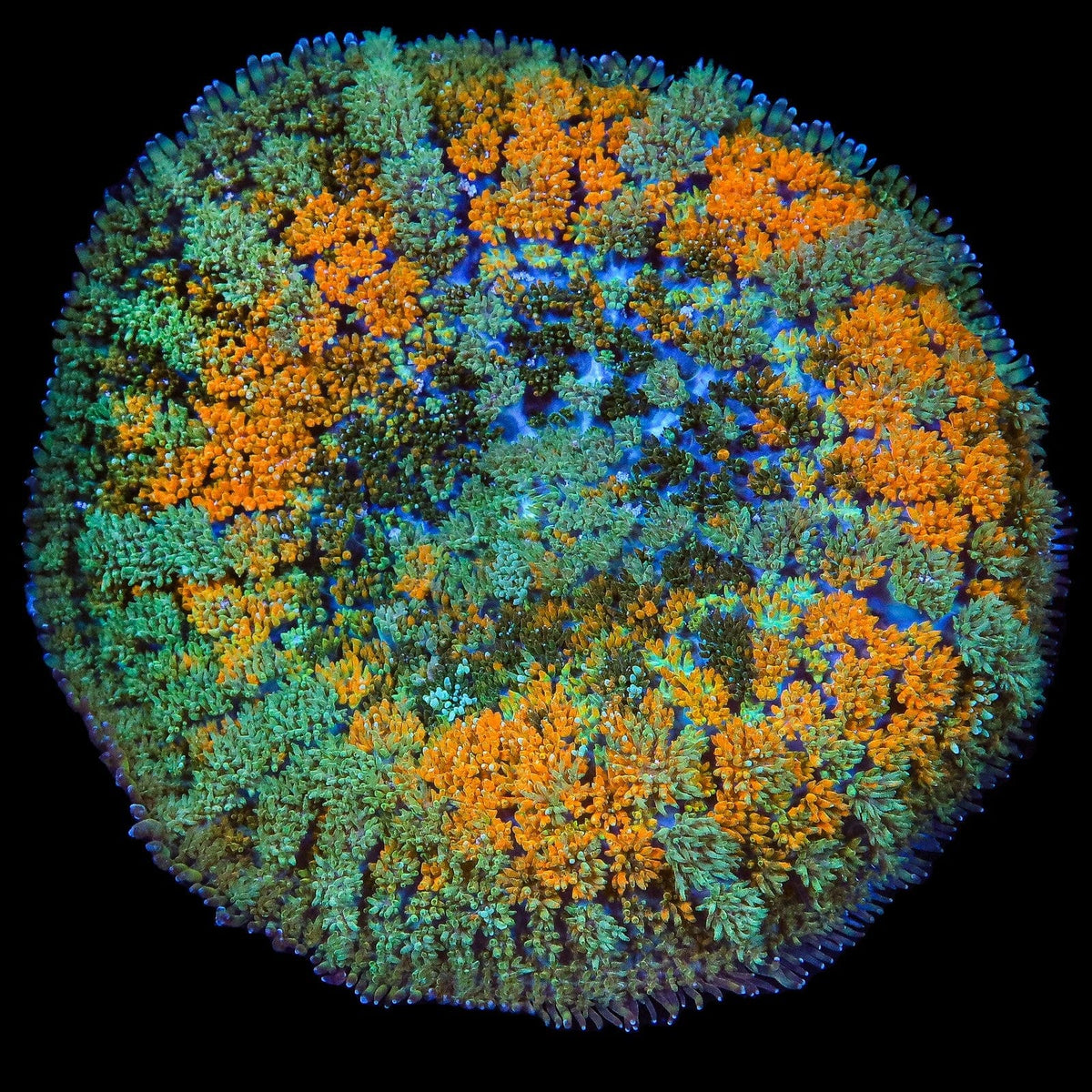 Mushroom corals