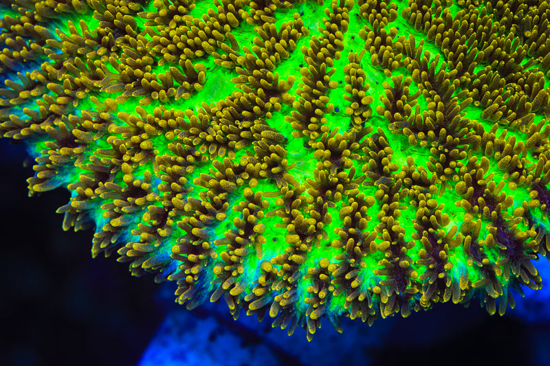 TSA Gamma Knife Hydnophora Coral - Top Shelf Aquatics