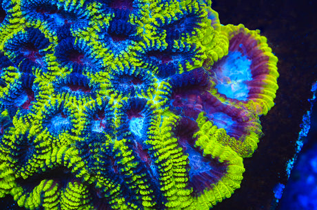 TSA Black Mamba Favia Coral - Top Shelf Aquatics