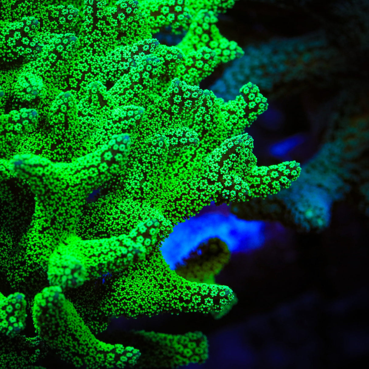 TSA Neon Green Birdsnest Coral