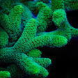 TSA Fuzzy Birdsnest Coral - Top Shelf Aquatics