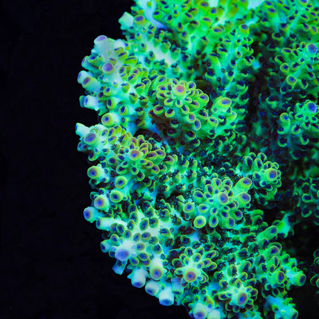 Lauras Purple Polyp Acropora Coral