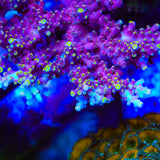 TSA Purple Rain Acropora Coral