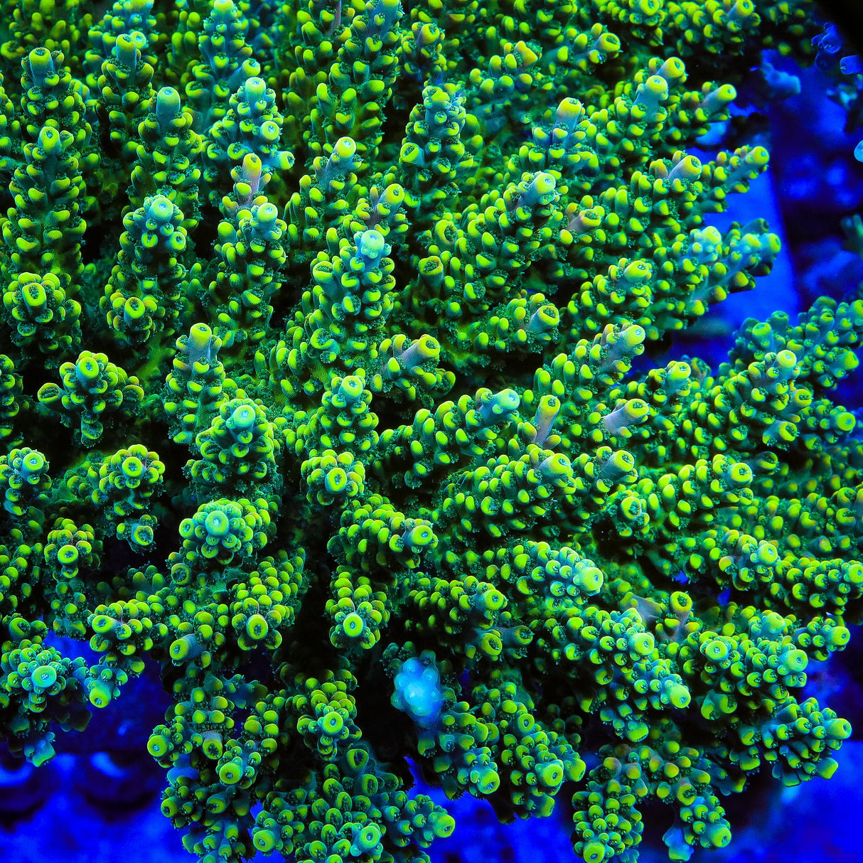 TSA Mile High Latistella Acropora Coral