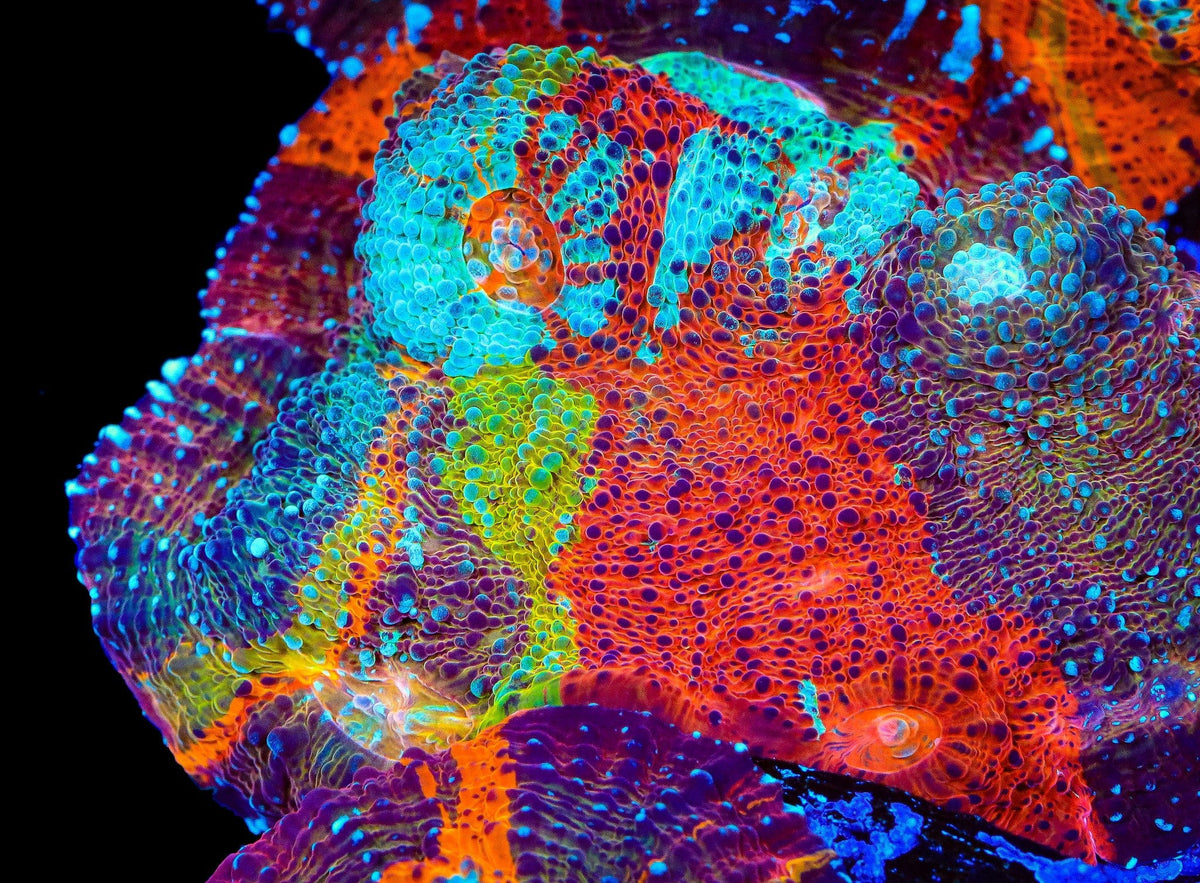 Chalice coral