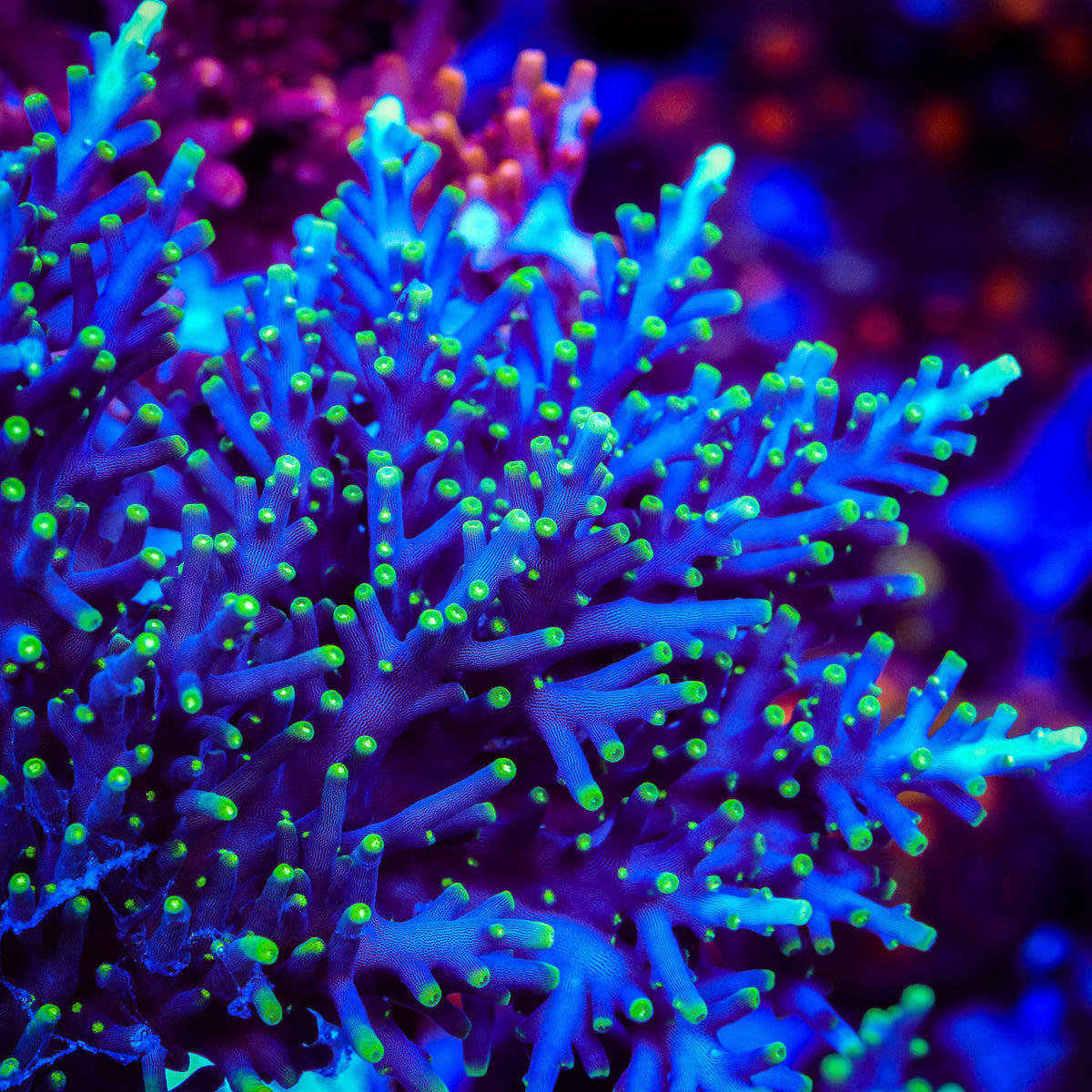 Pacman Dragon Acropora Coral – Top Shelf Aquatics