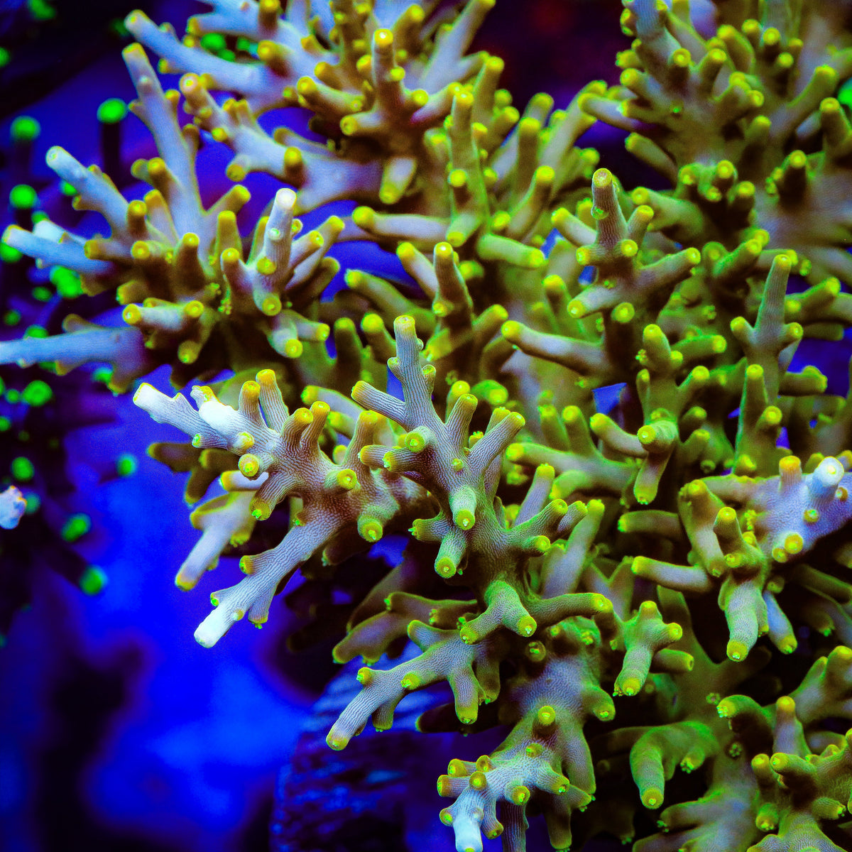 TSA Neon Nectar Dragon Acropora Coral – Top Shelf Aquatics