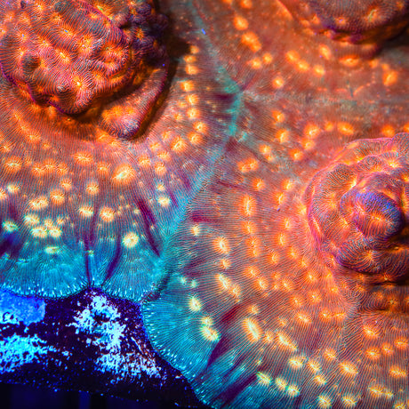 TSA Treasure Island Leptoseris Coral - Top Shelf Aquatics