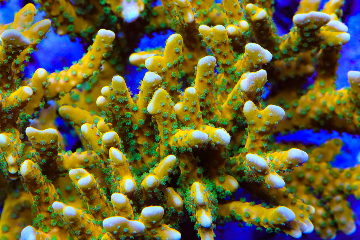 RRC Tropicana Anacropora Acropora Coral