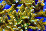 RRC Tropicana Anacropora Acropora Coral