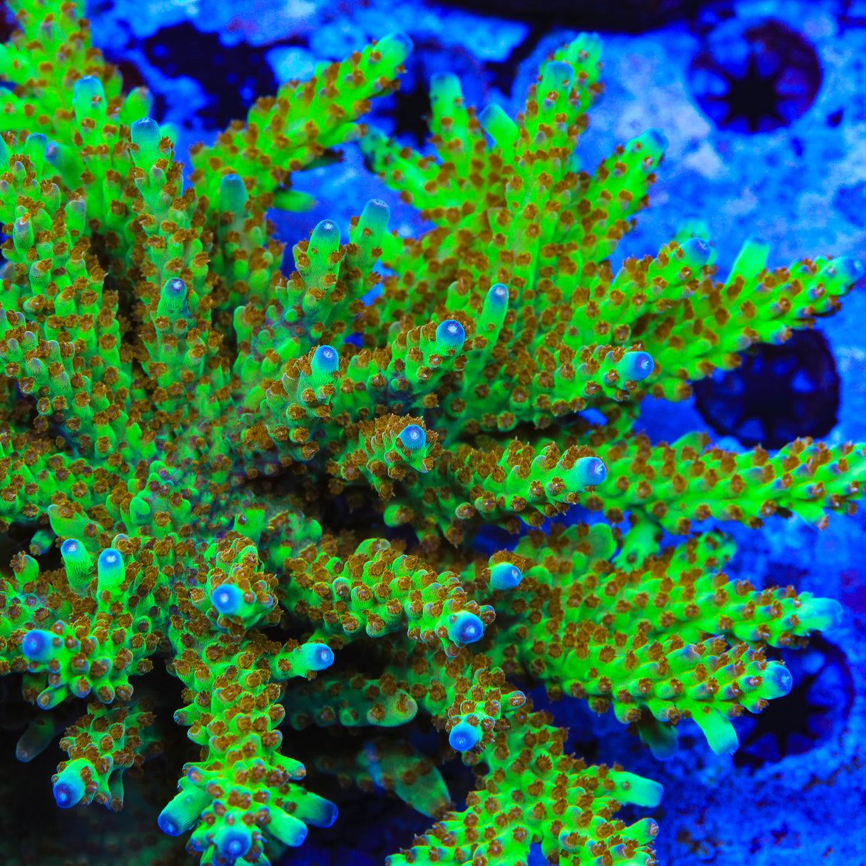 RRC Wonderland Acropora Coral